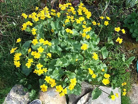 marsh marigold: caltha palustris, a perennial plant with bright yellow flowers