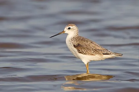 marsh sandpiper: a small wader, Tringa stagnatilis