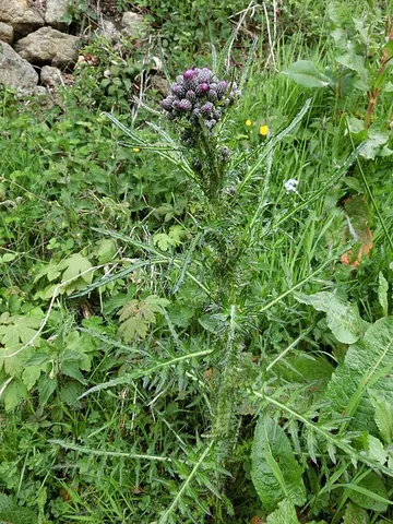 marsh thistle: a biennial or perennial herb (Cirsium palustre)