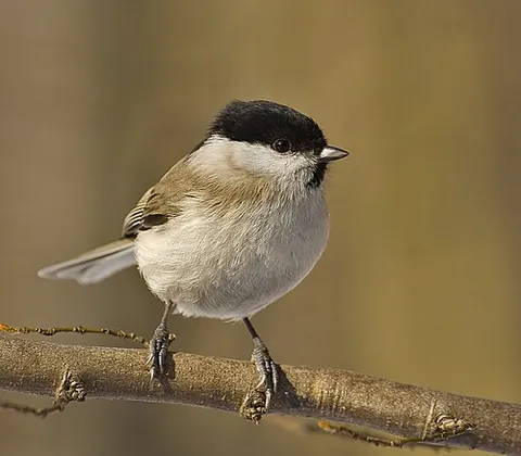 marsh tit: a passerine bird of the tit family (Poecile palustris)