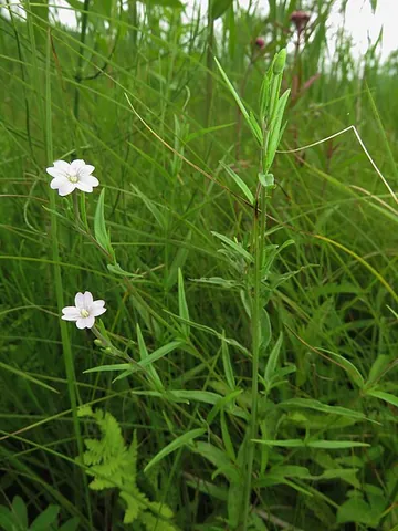 marsh willowherb: a wildflower of species Epilobium palustre, found in various parts of the northern hemisphere