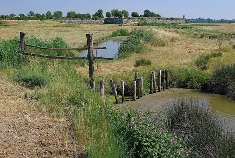 marsh: an area of low, wet land, often with tall grass or herbaceous plants