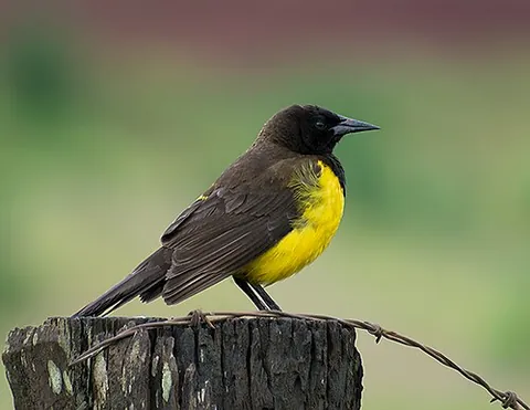 marshbird: any of the tropical birds in the genus Pseudoleistes, found in South America