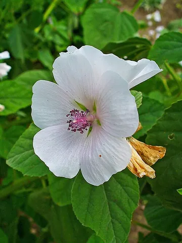 marshmallow: marsh mallow, a species of mallow, Althaea officinalis, that grows in marshy terrain