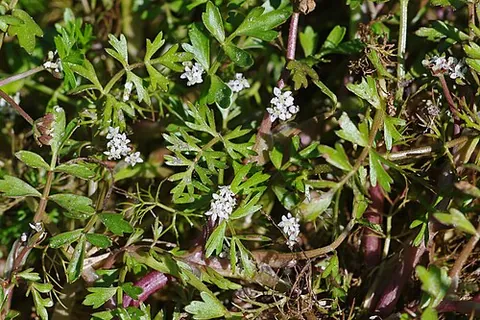 marshwort: a small, white-flowered plant, of the genus Apium, that grows in marshy habitats