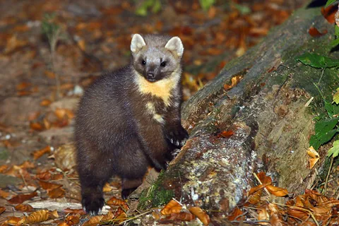 marten: any carnivorous mammal of the genus Martes