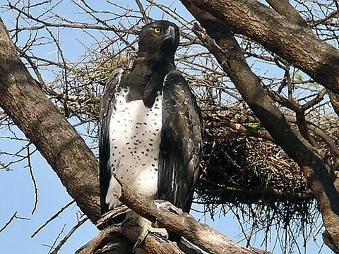 martial eagle: a large bird of prey of species Polemaetus bellicosus, native to sub-Saharan Africa