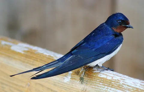 martin: many of the various passerine birds of the family Hirundinidae, which also includes swallows, that...