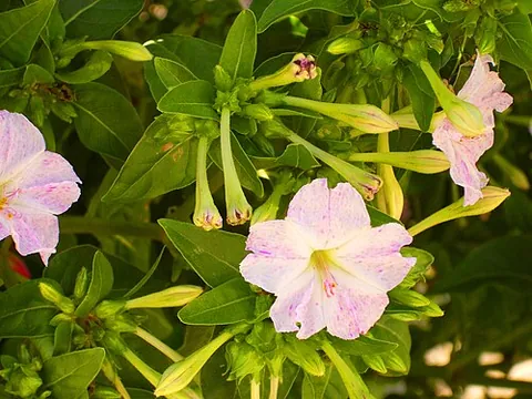 marvel of peru: mirabilis jalapa, an ornamental flowering plant from the Americas, used until the 19th century also...