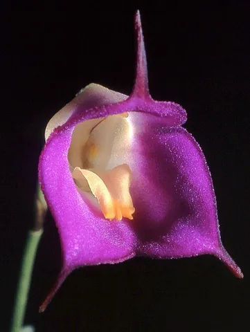 masdevallia: any orchid in the genus Masdevallia, whose species (approximately 500 or 600 depending on...