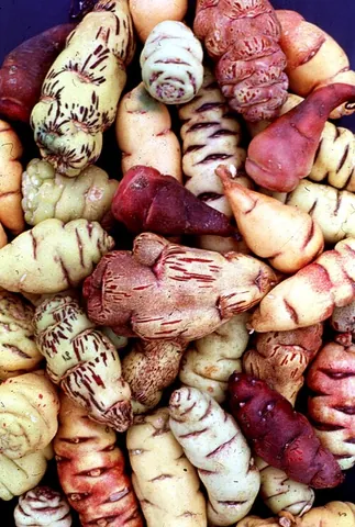 mashua: a root vegetable grown in the Andes, Tropaeolum tuberosum