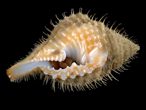 mask shell: any member of the genus Persona (now Distorsio) of spiral marine shell, having a curiously twisted...