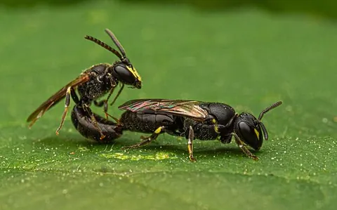 masked bee: any colletid bee of the genus Hylaeus, which live solitary lifestyles and display hivebuilding...