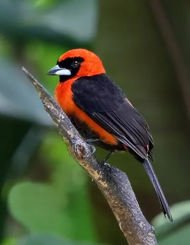 masked crimson tanager: a bird native to South America, Ramphocelus nigrogularis