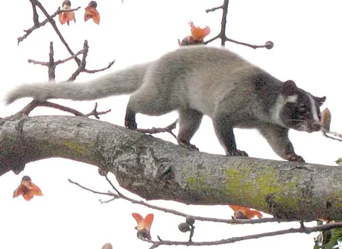 masked palm civet: a civet of species Paguma larvata, native to the Indian subcontinent and Southeast Asia