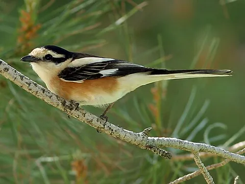 masked shrike: lanius nubicus, a large songbird species in the shrike family (Laniidae)