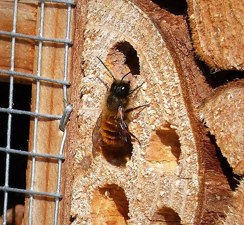 mason bee: any of the bees of the genus Osmia, which have the habit of making compartments of mud in their...