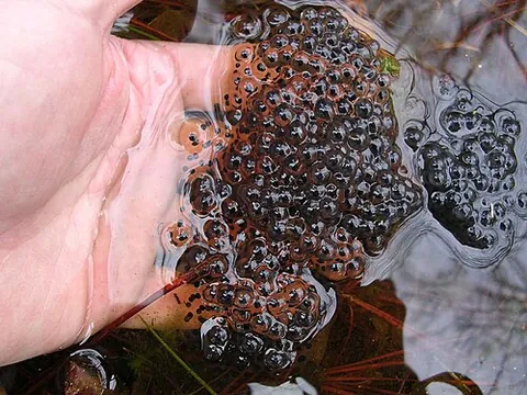 mass: a quantity of matter cohering so as to make one body, or an aggregation of particles or things...