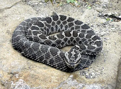 massasauga: the rattlesnake Sistrurus catenatus (formerly Crotalinus catenatus) in the family Viperidae, found...