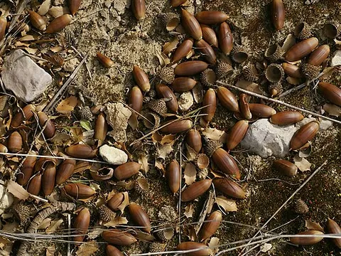 mast year: a year in which a certain species or population of plants produces a very large quantity of seeds...