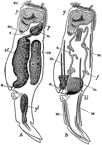 mastax: the pharynx of a rotifer. It usually contains four horny pieces. The two central ones form the...