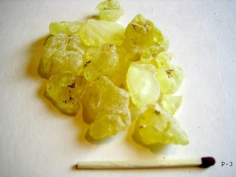 mastic: an evergreen shrub or small tree, Pistacia lentiscus (mastic tree), native to the Mediterranean