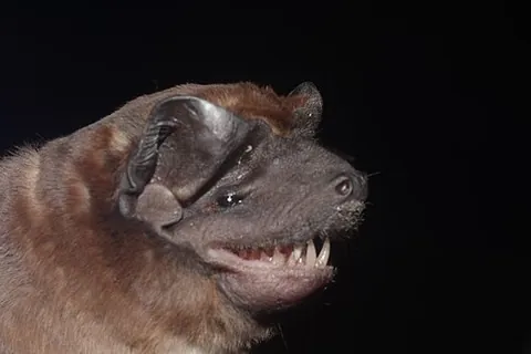 mastiff bat: any of certain species of the bat family Molossidae, usually the genera Eumops, Mops, Promops, or...