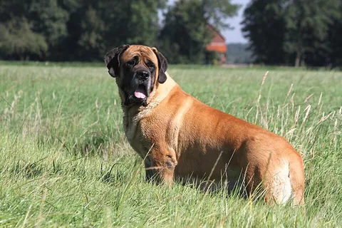 mastiff: one of an old breed of powerful, deep-chested, and smooth-coated dogs, used chiefly as watchdogs...