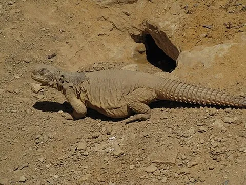 mastigure: any of the spiny-tailed lizards of the genus Uromastyx