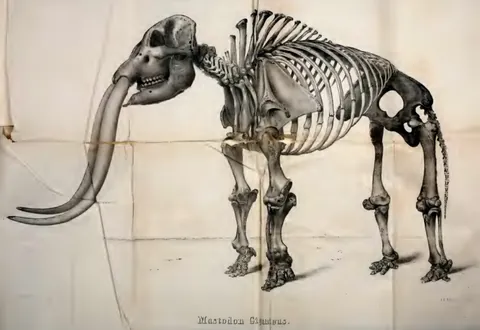 mastodon: extinct elephant-like mammal of the genus †Mammut that flourished worldwide from Miocene through...