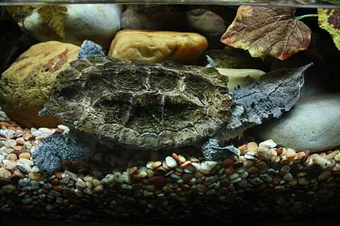 matamata: a side-necked turtle of species Chelus fimbriata, whose shell resembles a dead leaf
