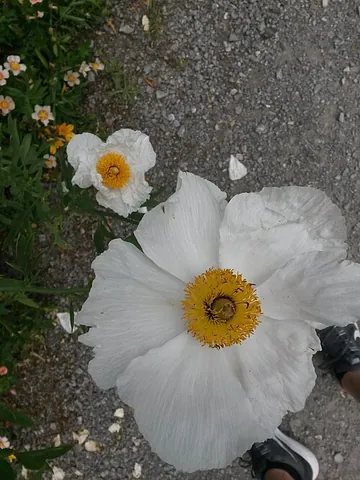 matilija poppy: either of the two species of poppy in the genus Romneya