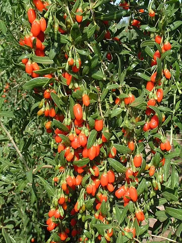 matrimony vine: synonym of wolfberry