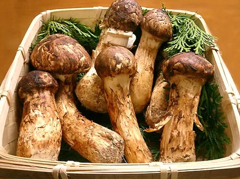 matsutake: a mushroom, Tricholoma matsutake, prized in Asian cuisine for its spicy aroma