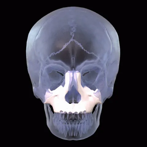 maxilla: an upper jaw especially of humans and other mammals in which the bony elements are closely fused