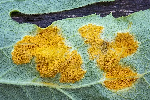 mayapple rust: allodus podophylli, a species of parasitic rust fungus that leeches off of mayapple leaves