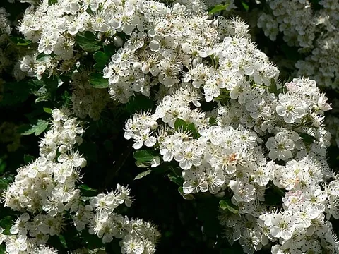 mayblossom: the flower of the hawthorn, Crataegus, especially the common hawthorn, Crataegus monogyna