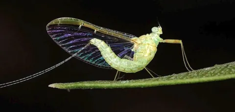 mayfly: any of the many fragile insects of the order Ephemeroptera that develop in fresh water and live...