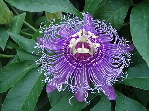 maypop: a type of passionflower, purple in color (Passiflora incarnata)