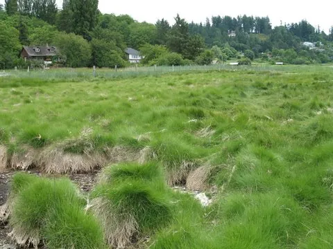 meadow hay: a plant of the species Spartina patens, a cordgrass native to the Atlantic and Pacific coasts of...