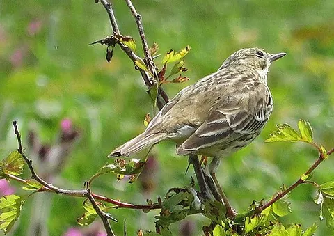 meadow pipit: a small passerine bird (Anthus pratensis)