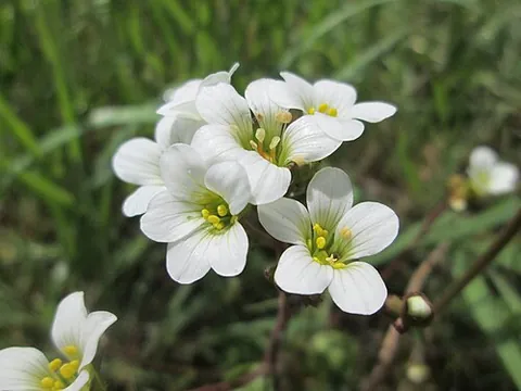 meadow saxifrage: the plant Saxifraga granulata