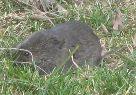 meadow vole: a small rodent (Microtus pennsylvanicus), native to the United States