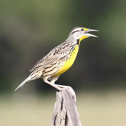 meadowlark: the meadow pipit (Anthus pratensis)
