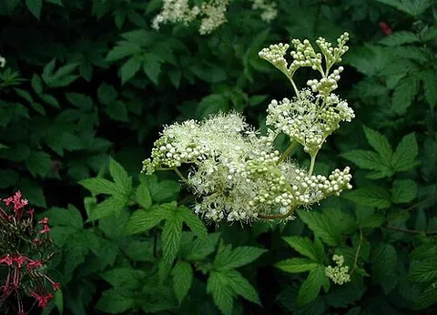 meadowsweet: a Eurasian perennial flowering plant of Rosaceae family, Filipendula ulmaria
