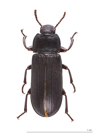 mealworm beetle: a darkling beetle (or darkening beetle) of species Tenebrio molitor, in the family Tenebrionidae,...