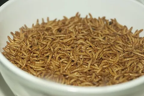 mealworm: the larval stage of the mealworm beetle (Tenebrio molitor), a species of darkling beetle