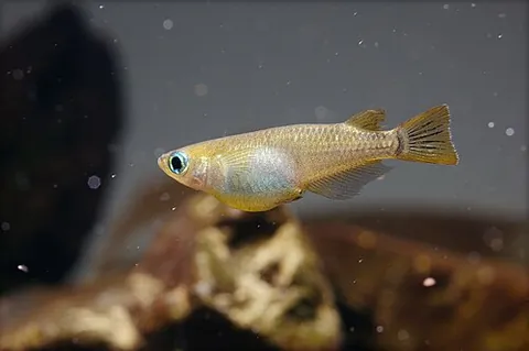 medaka: oryzias latipes, a small Japanese ricefish, popular for use in aquariums