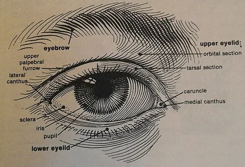 medial canthus: the inner corner of the eye