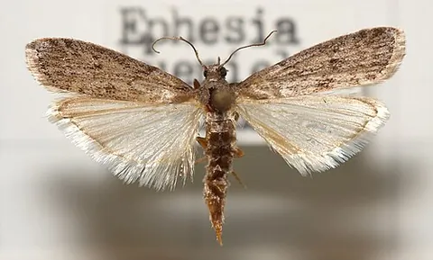 mediterranean flour moth: any member of the species Ephestia kuehniella of moths that feeds on grain